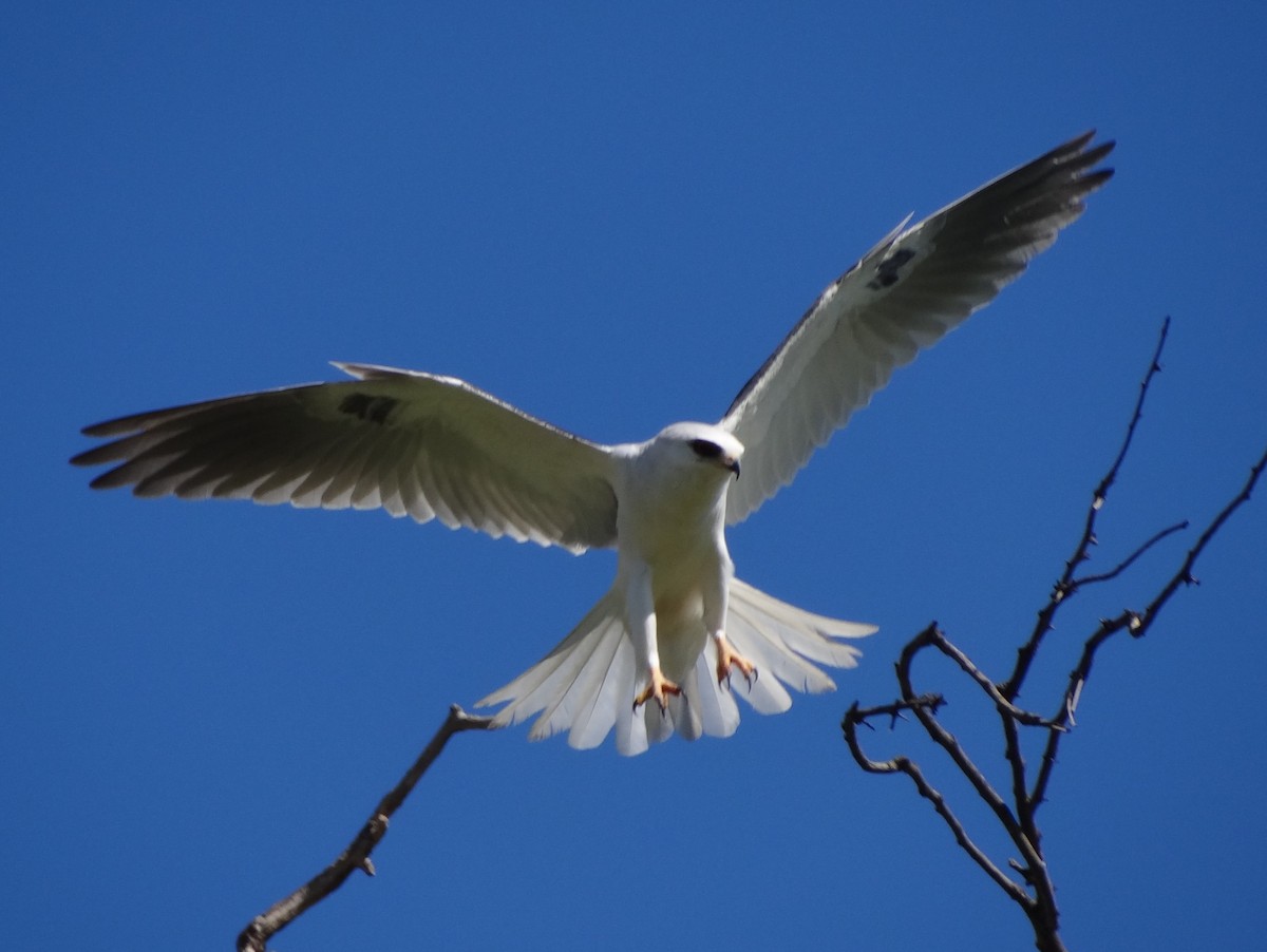 White-tailed Kite - Catherine McFadden