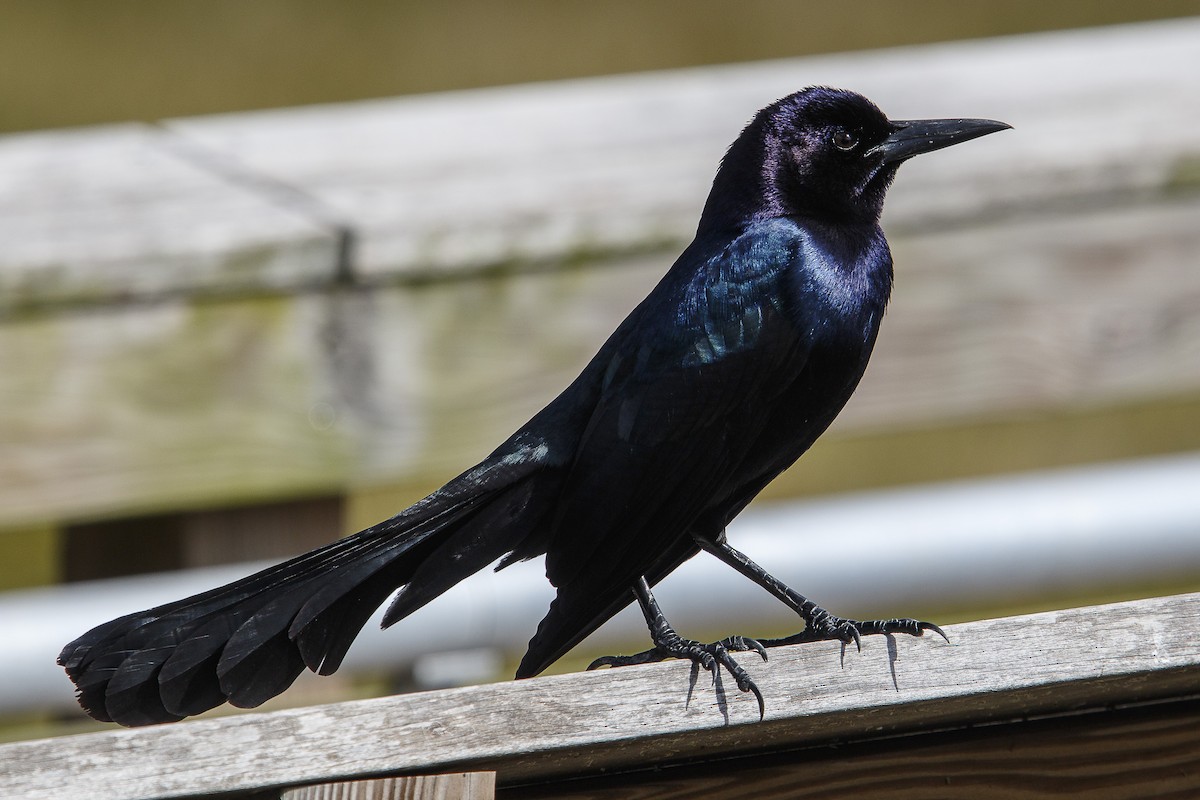Boat-tailed Grackle - ML141016881