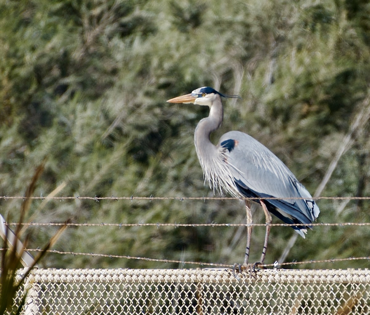 Great Blue Heron - Bill Brynteson