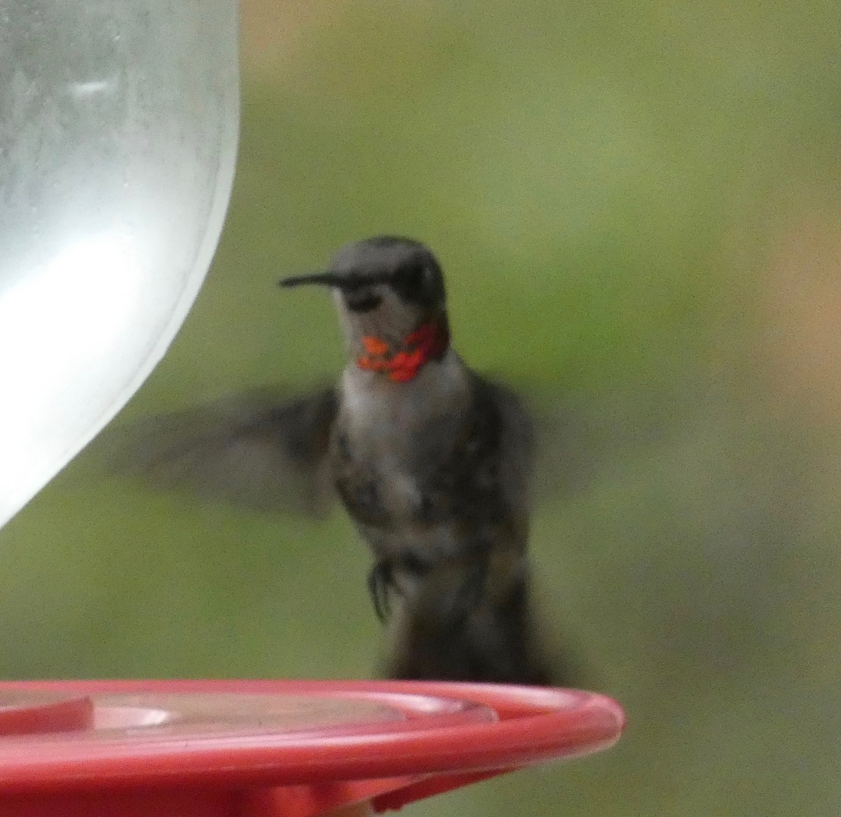 Ruby-throated Hummingbird - ML141017851