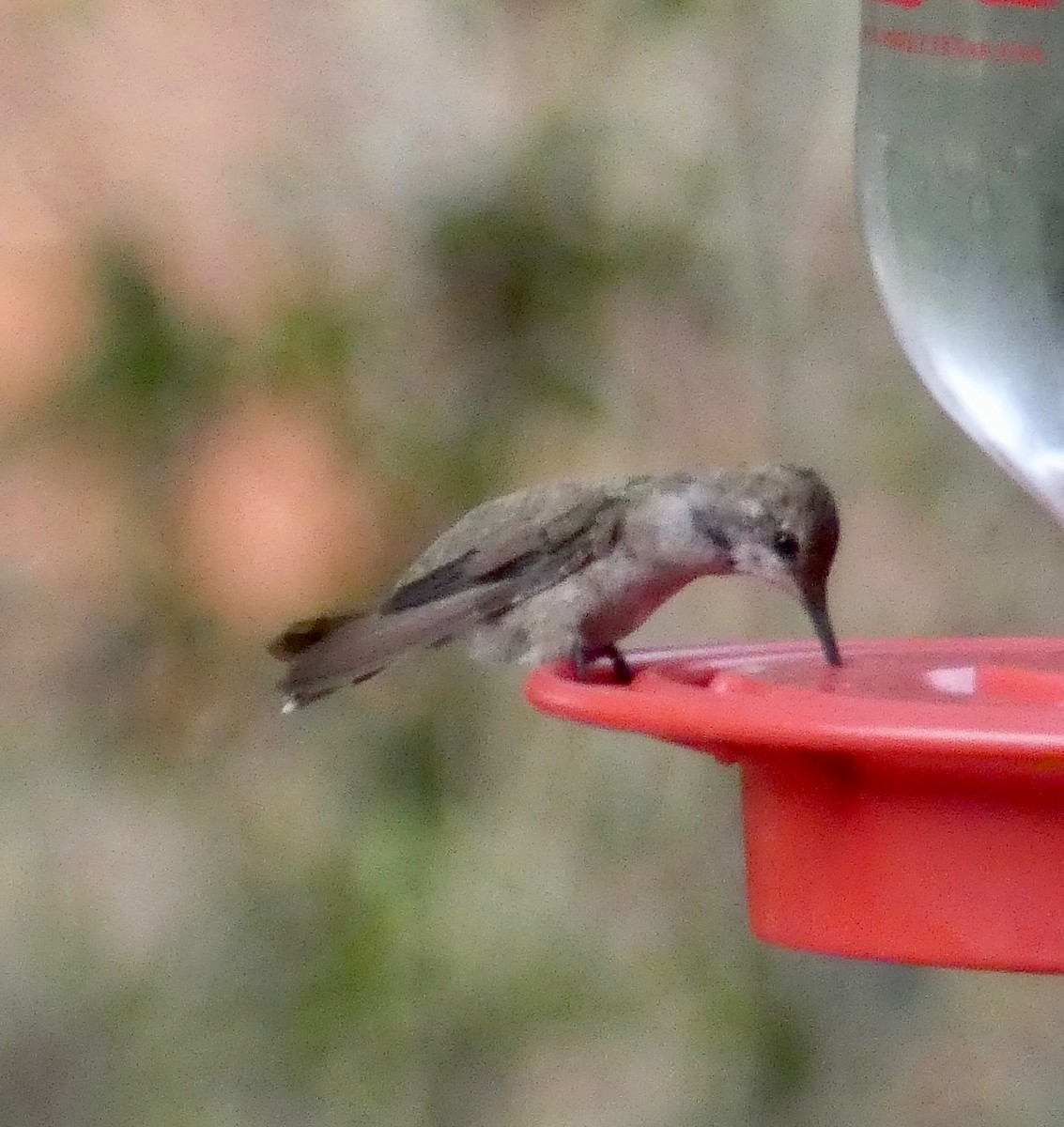 Black-chinned Hummingbird - ML141017881