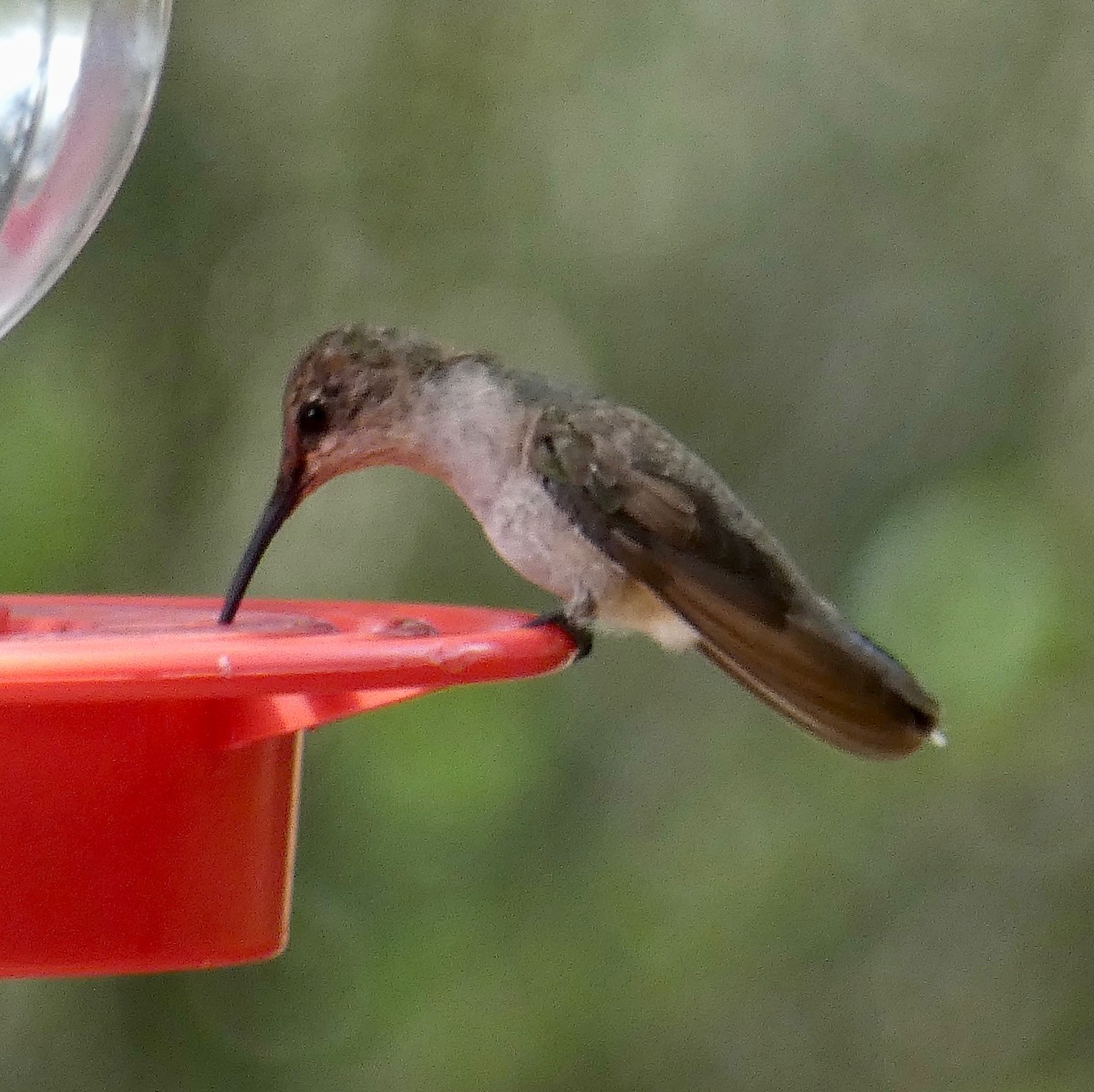 Black-chinned Hummingbird - ML141017891