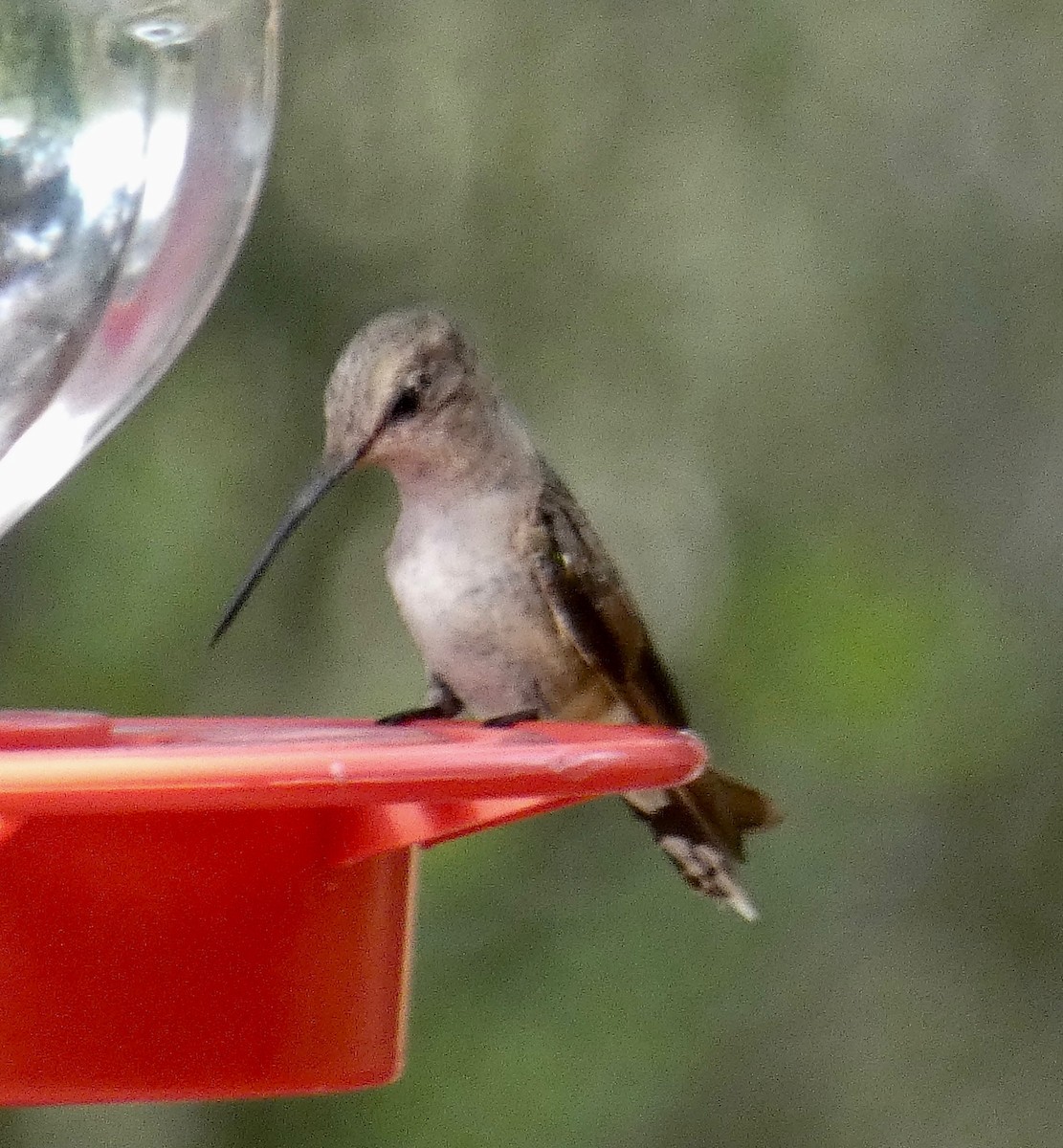 Black-chinned Hummingbird - ML141017961