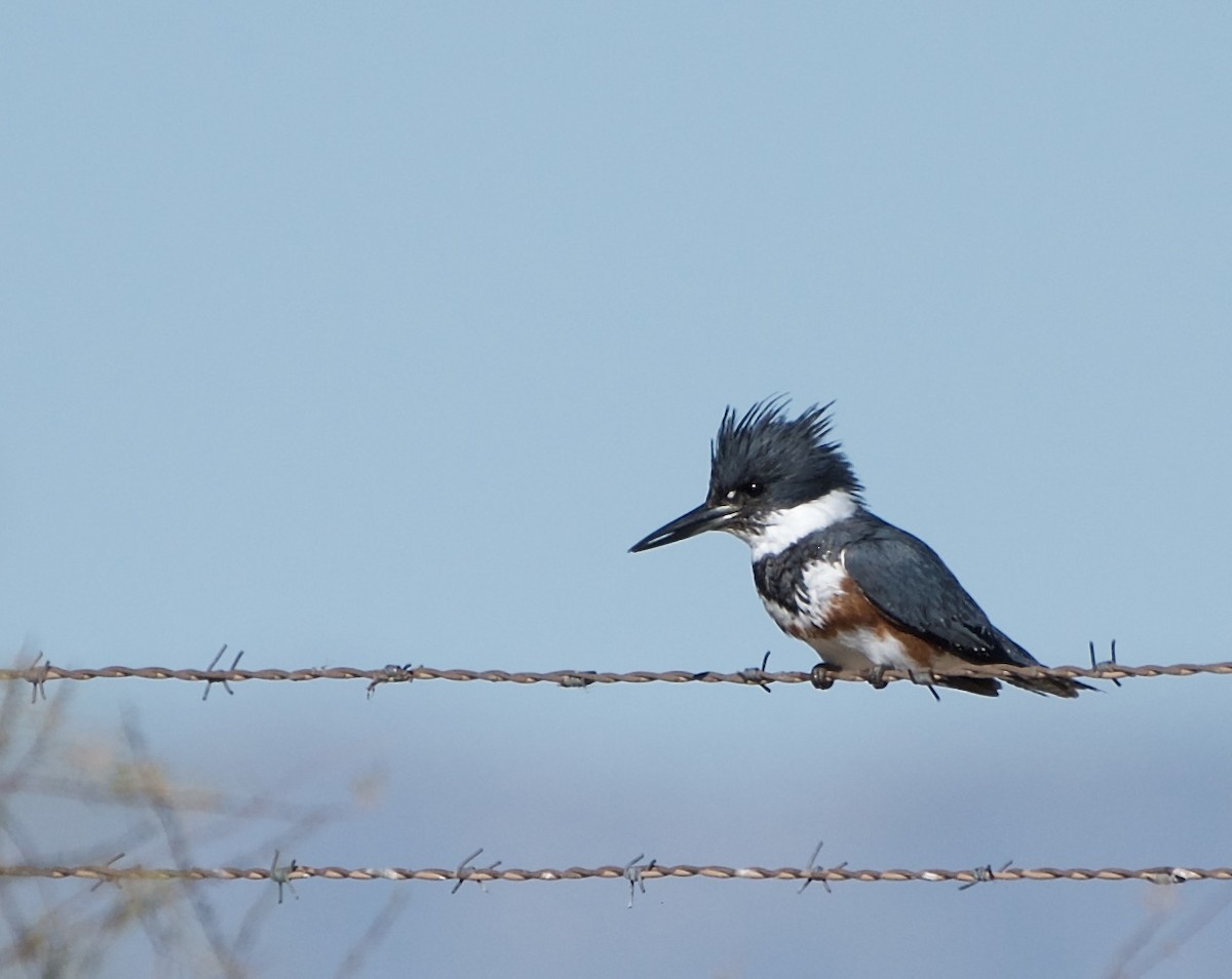 Belted Kingfisher - ML141018121