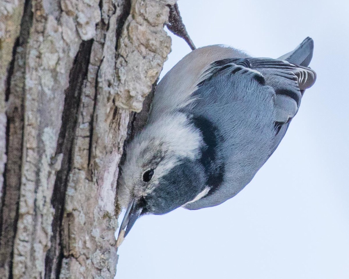 White-breasted Nuthatch - Jan Albers