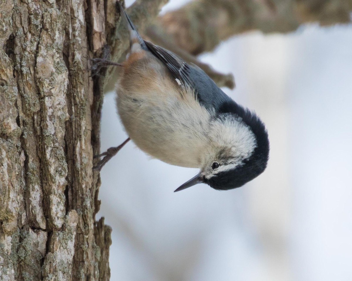 White-breasted Nuthatch - ML141018181