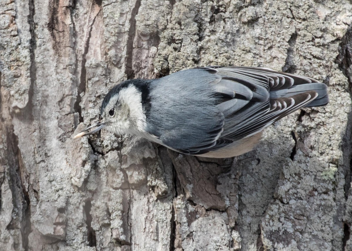 White-breasted Nuthatch - ML141018191