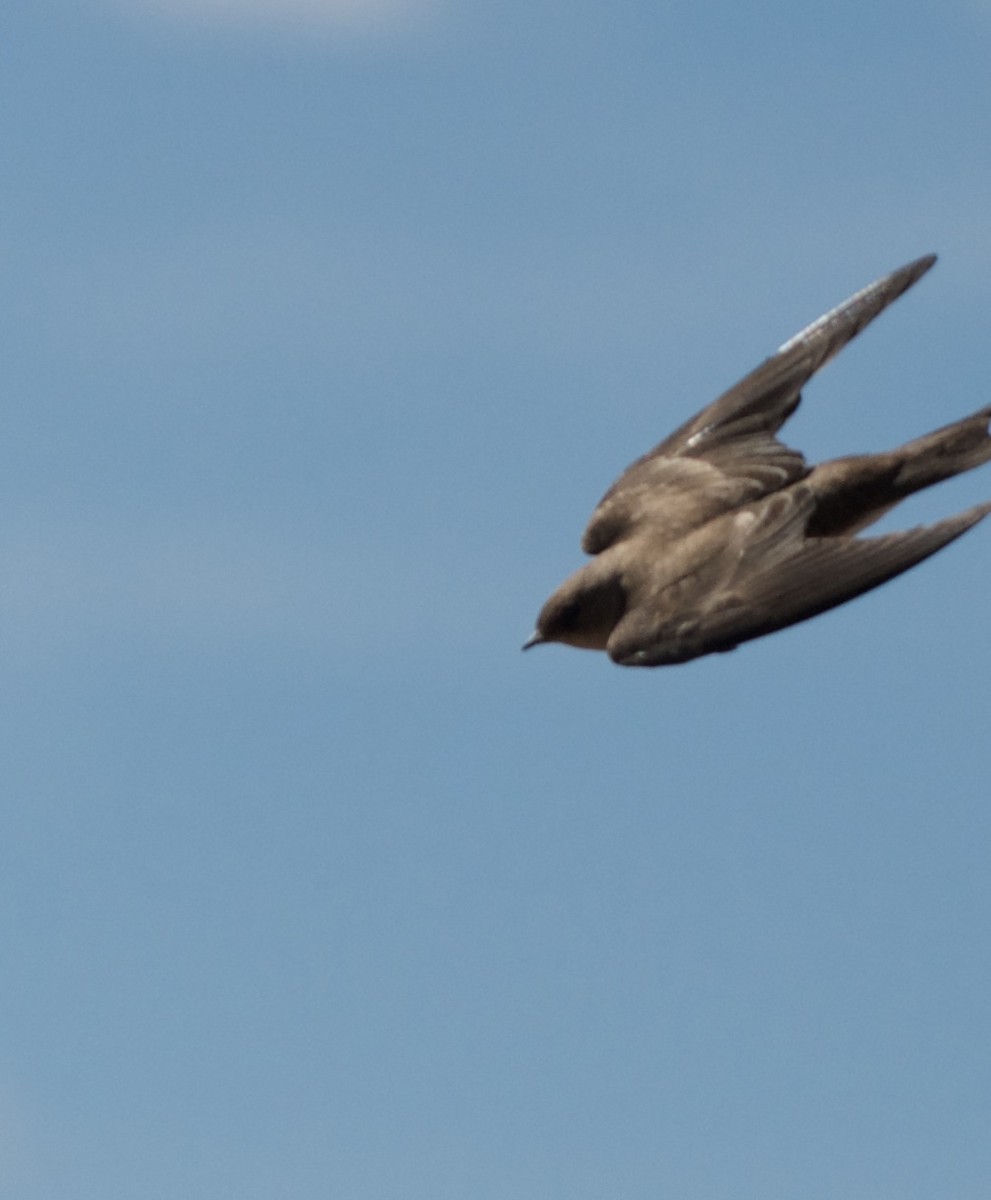 Northern Rough-winged Swallow - ML141018251