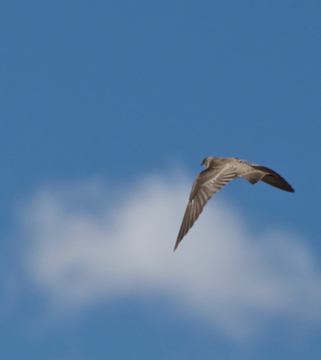 Northern Rough-winged Swallow - ML141018291