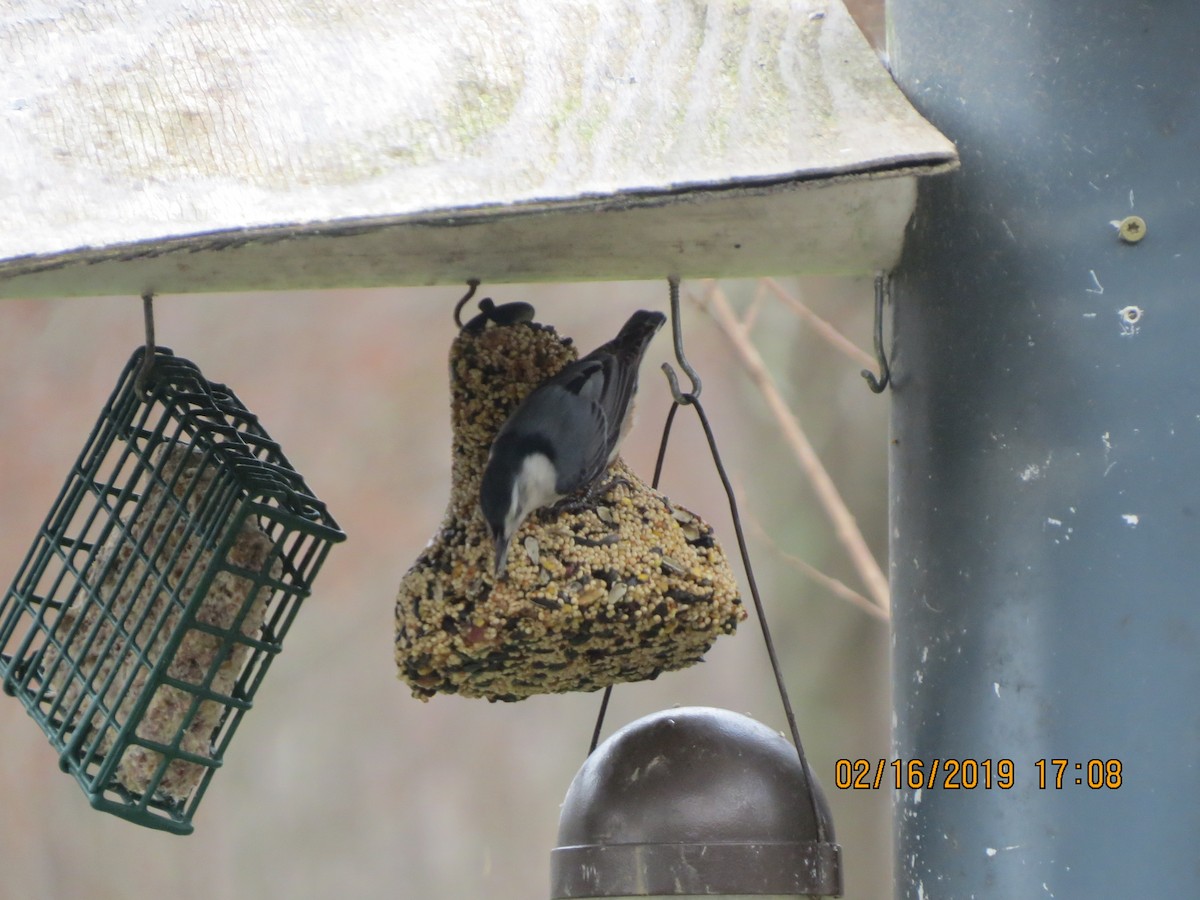 White-breasted Nuthatch (Eastern) - Jim Kissee