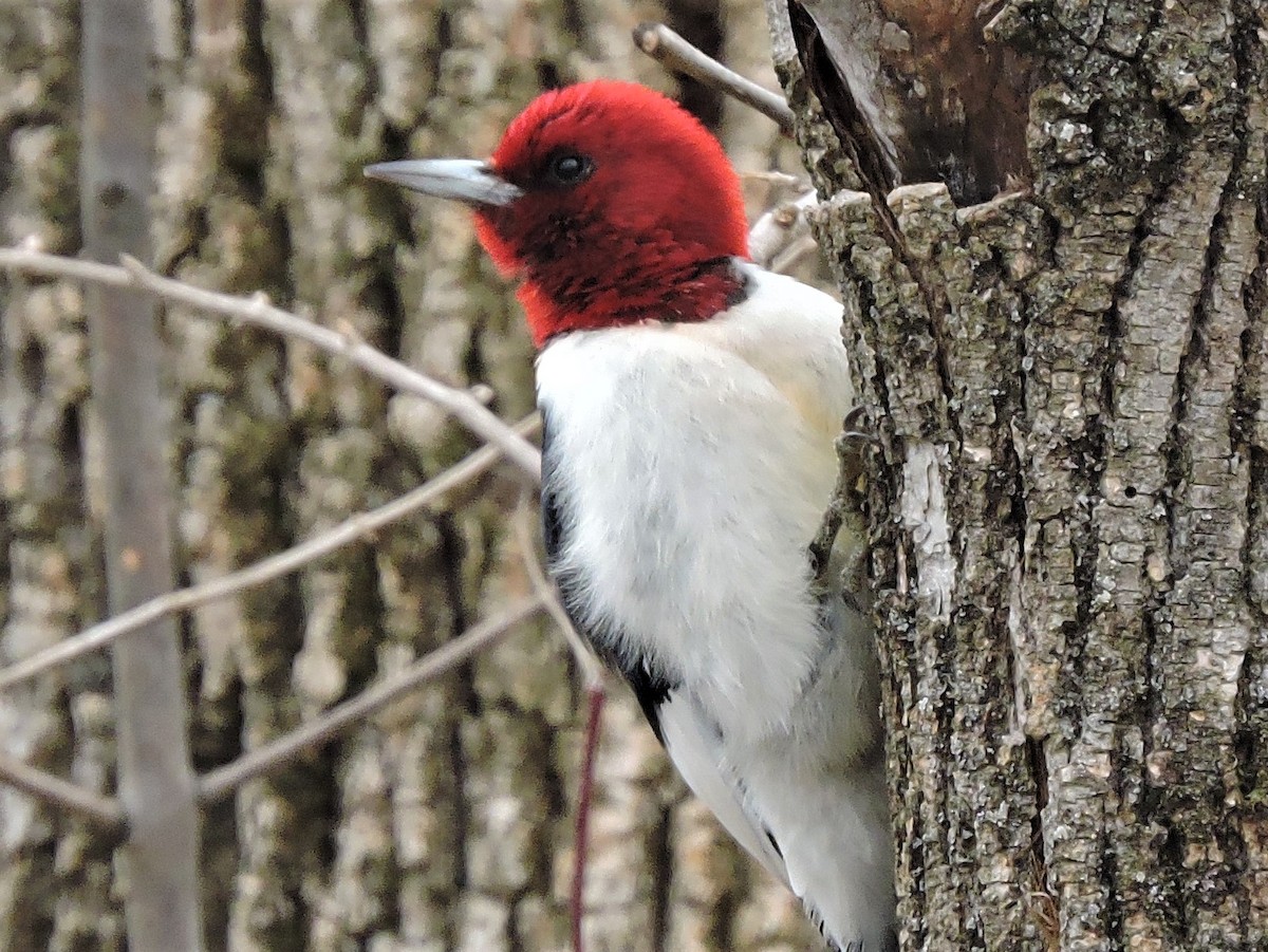 Red-headed Woodpecker - Michael Clay
