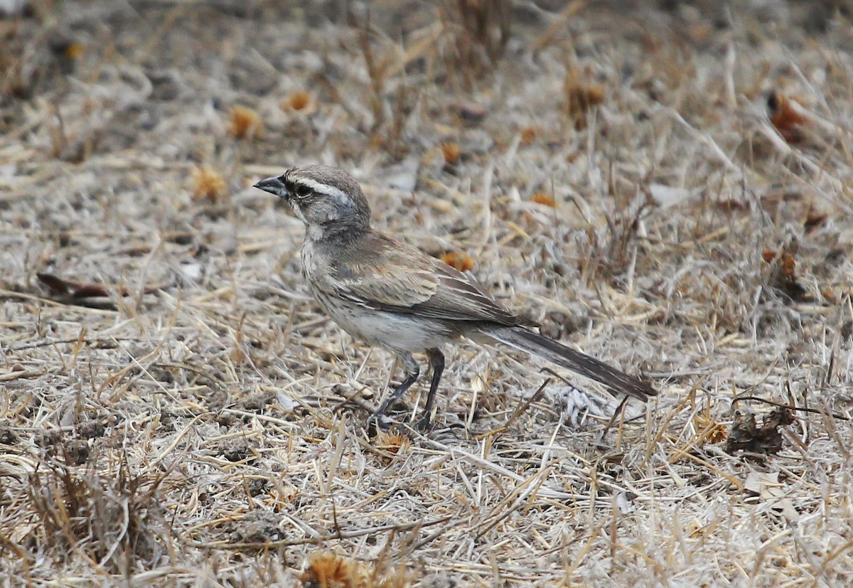 Black-throated Sparrow - Ben Sandstrom
