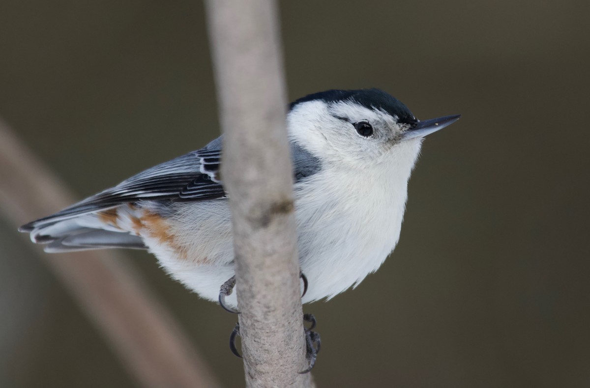 White-breasted Nuthatch - ML141019791