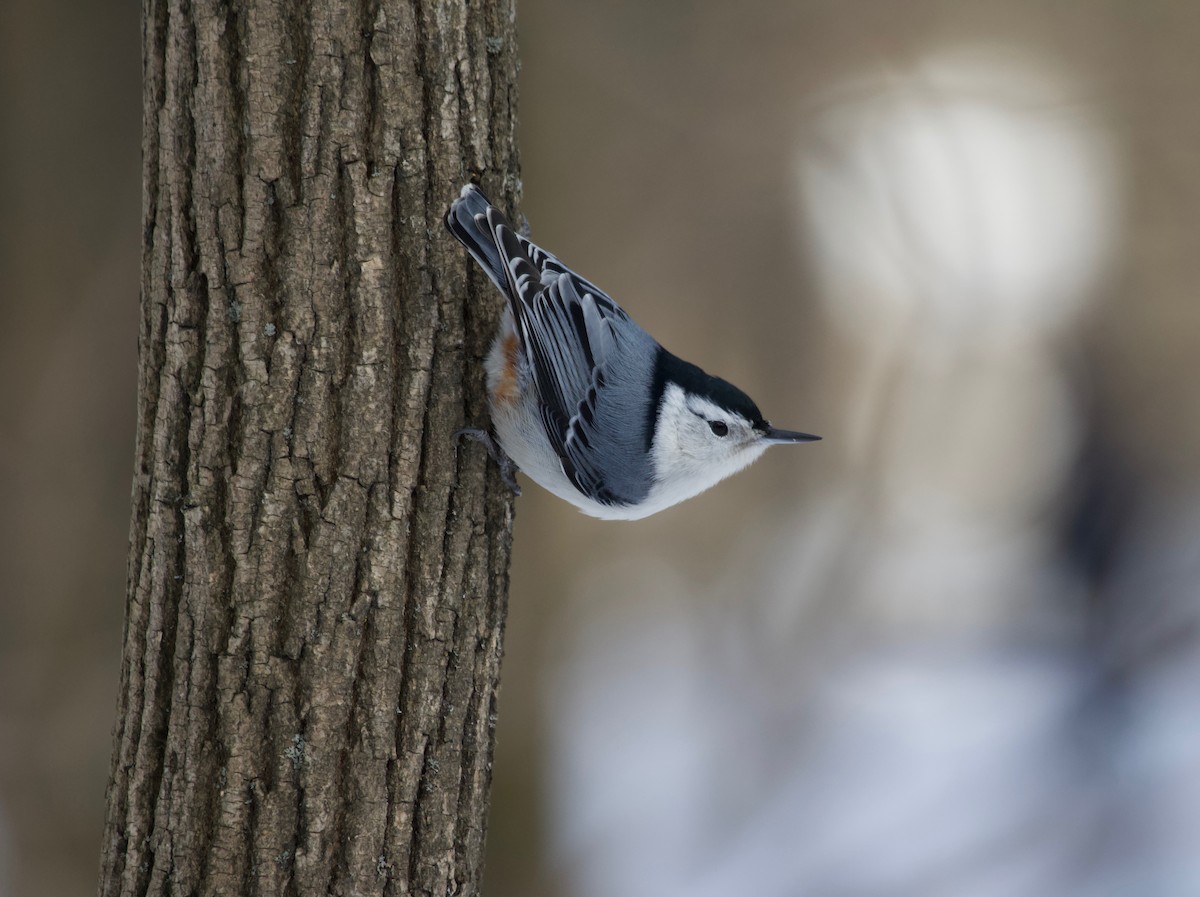 White-breasted Nuthatch - ML141019831