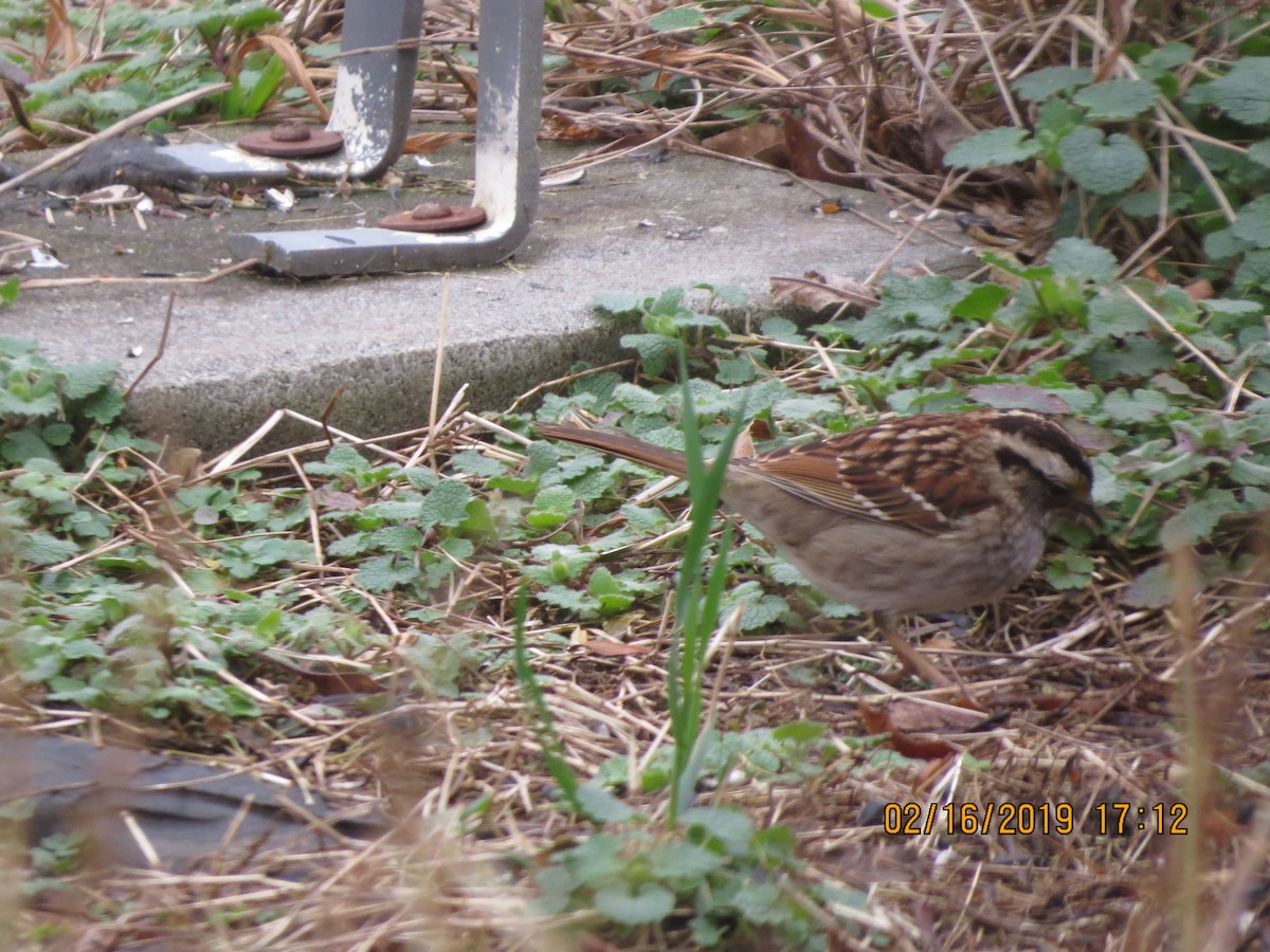 White-throated Sparrow - ML141020101