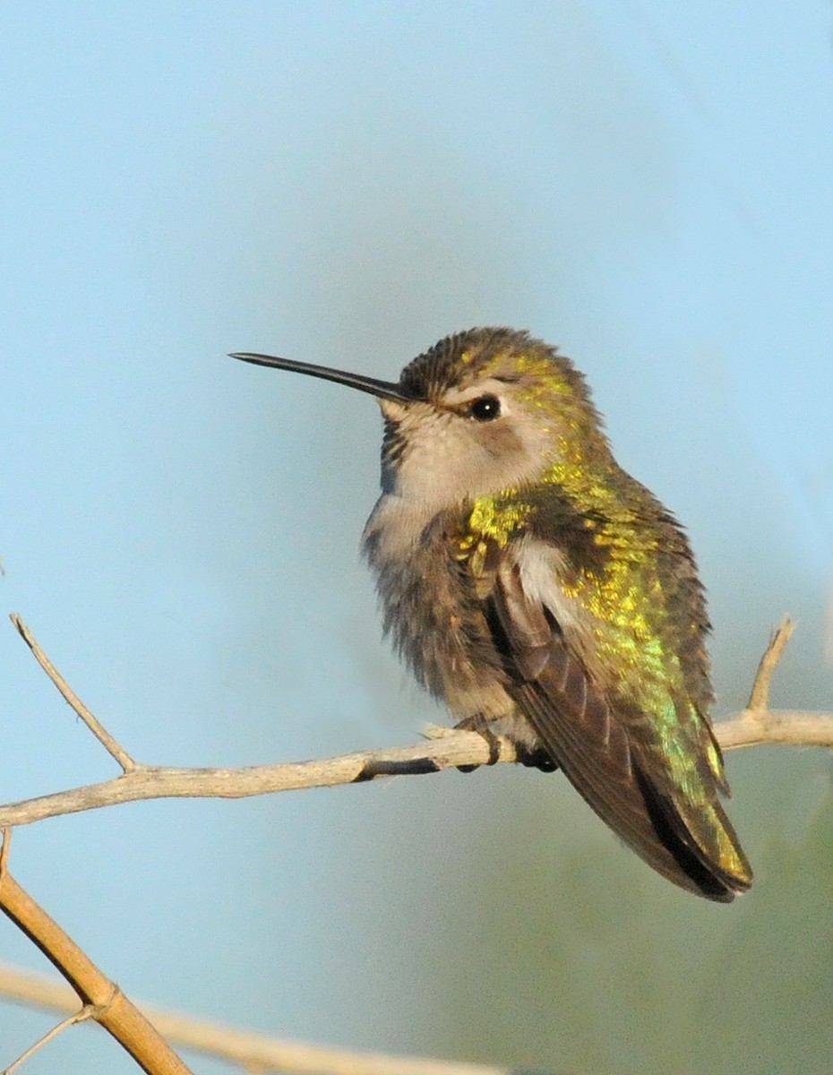 Costa's Hummingbird - ML141020711