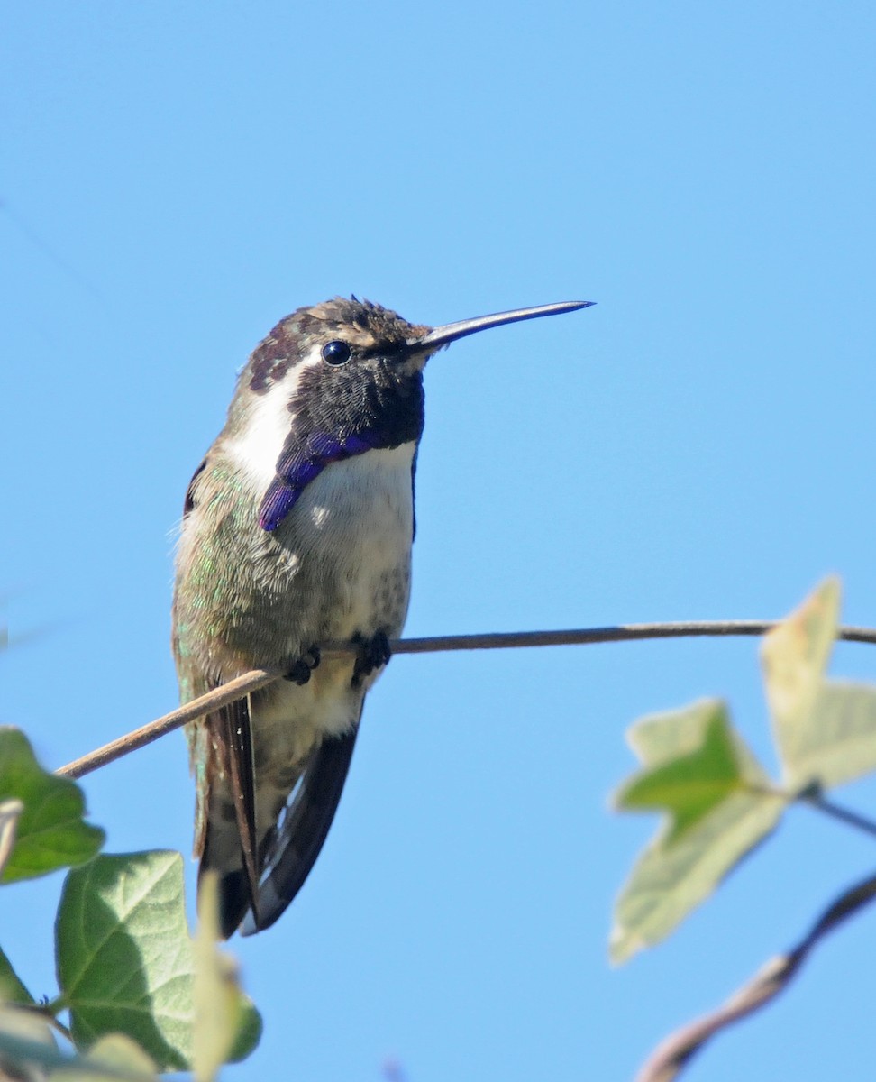 Costa's Hummingbird - ML141020731