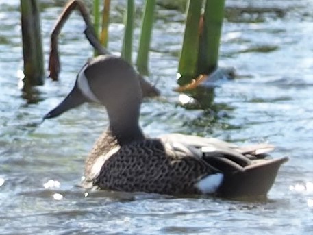 Blue-winged Teal - ML141020971