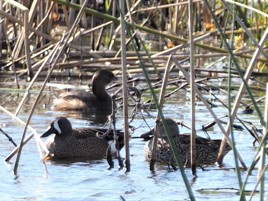 Blue-winged Teal - ML141021051