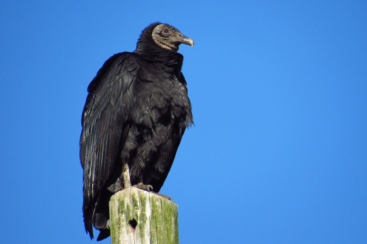 Black Vulture - ML141023551