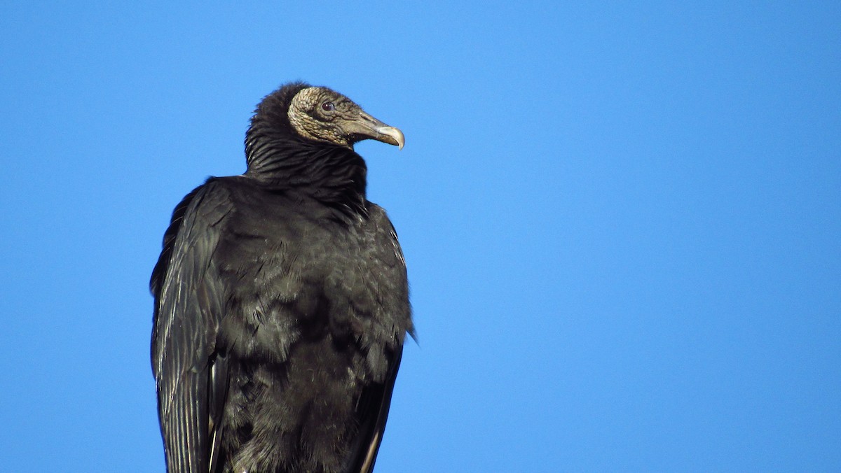 Black Vulture - ML141023691