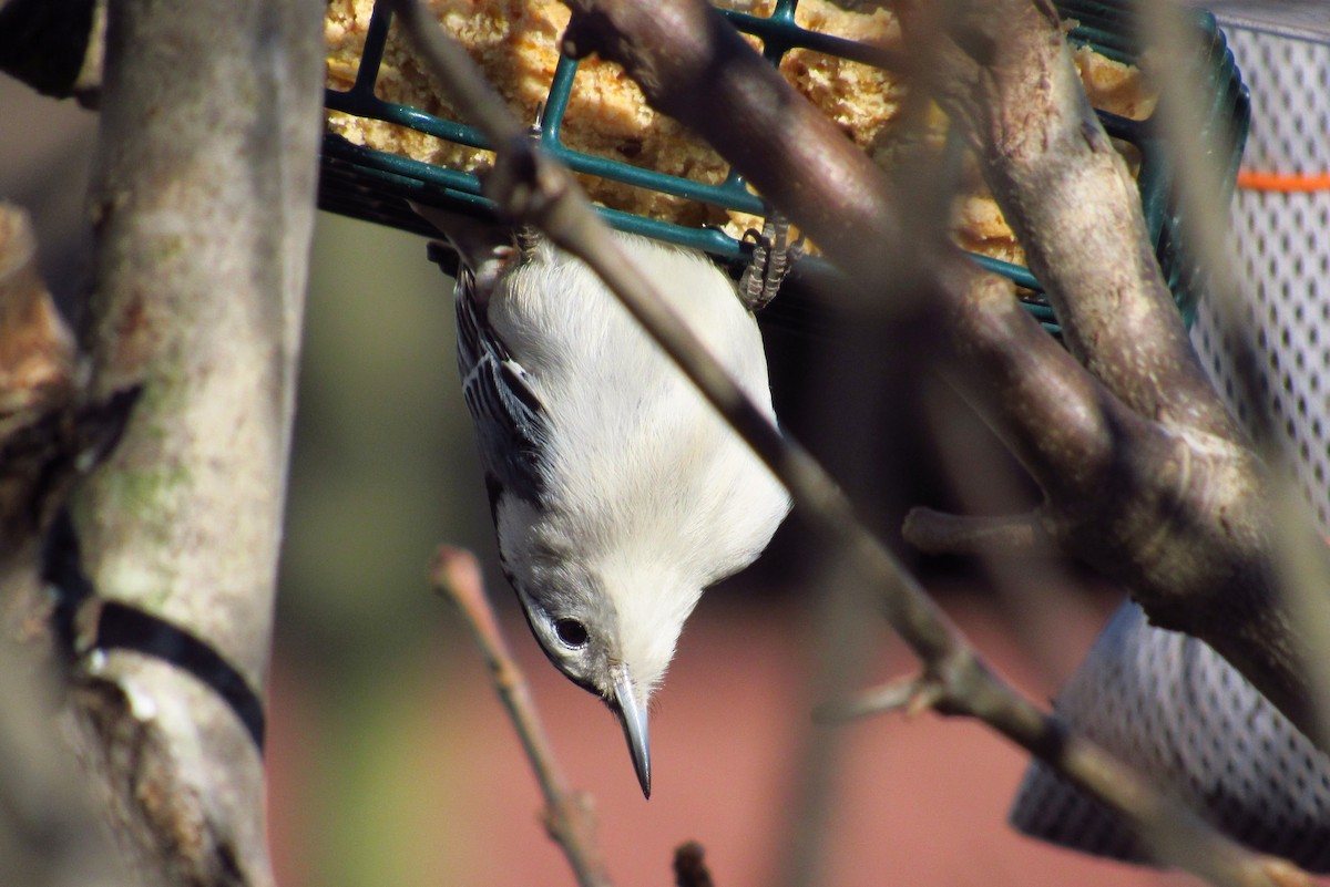 White-breasted Nuthatch - ML141024221