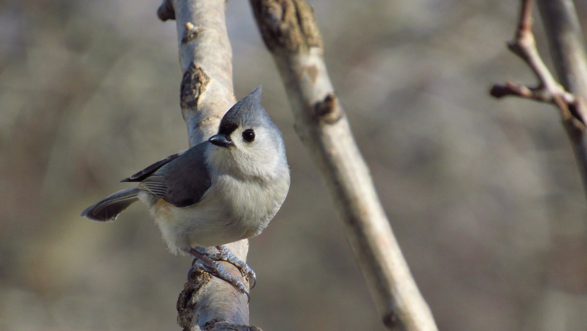 Tufted Titmouse - Eric Walther