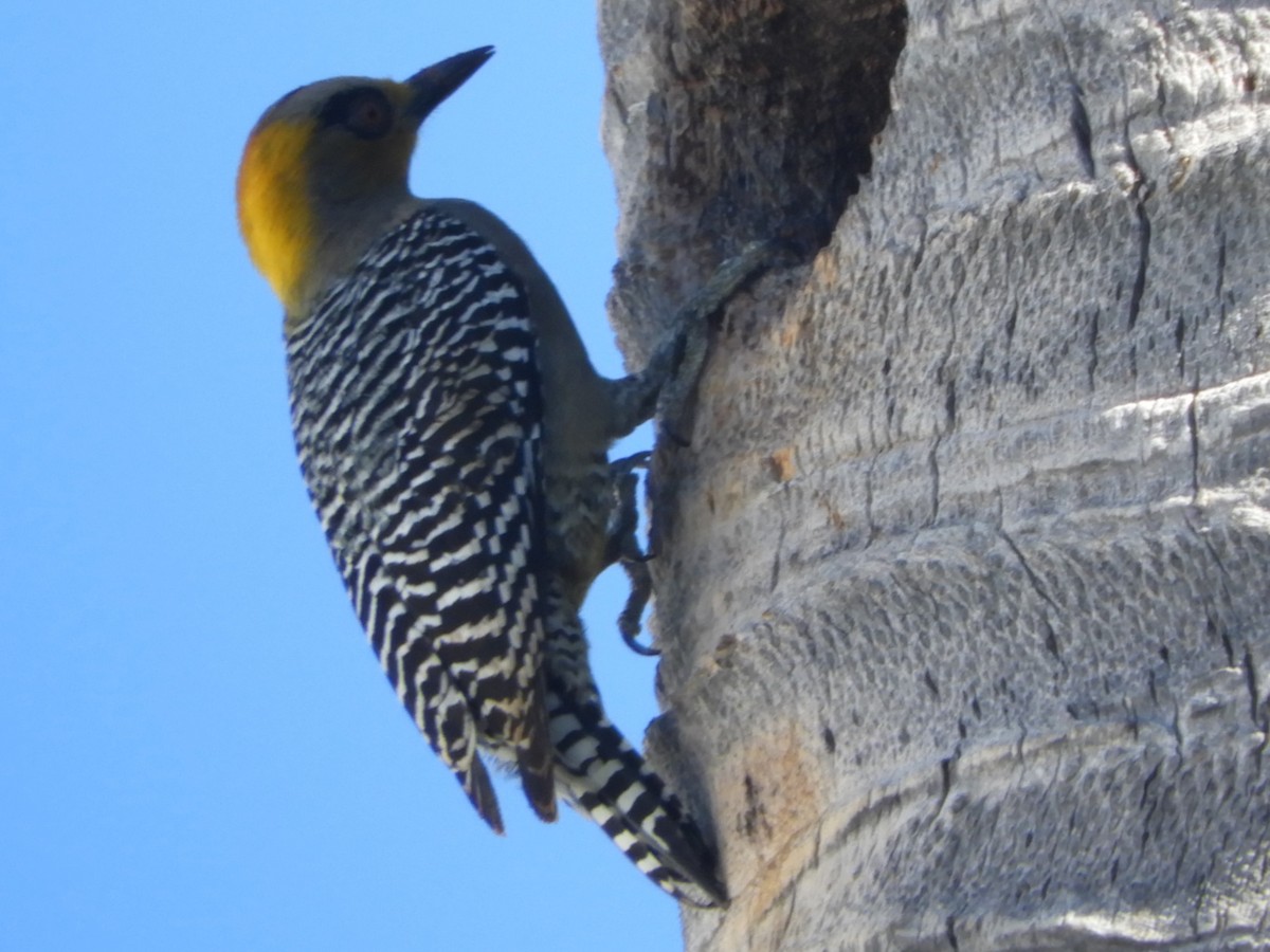 Golden-cheeked Woodpecker - Gil Aburto-Avila