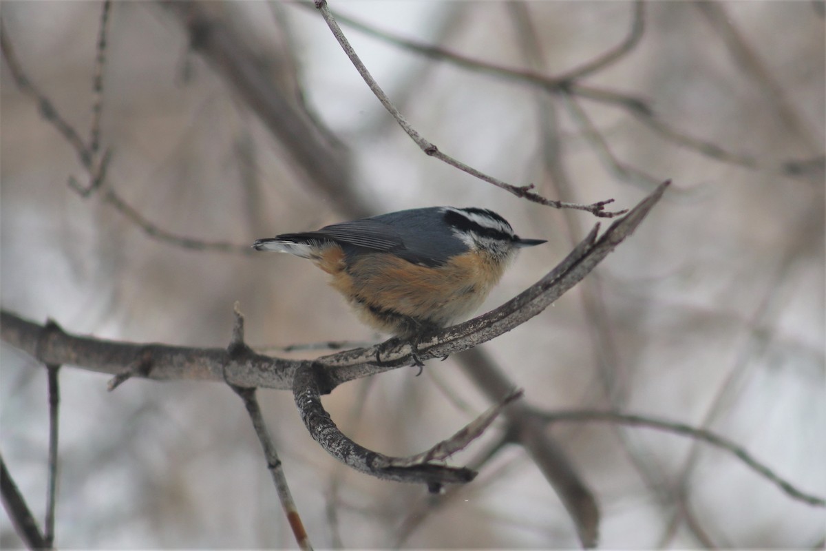 Red-breasted Nuthatch - ML141026081