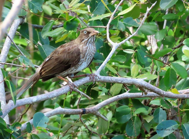 Pearly-eyed Thrasher - Jacqueline A Cestero Nature Explorers Anguilla Team