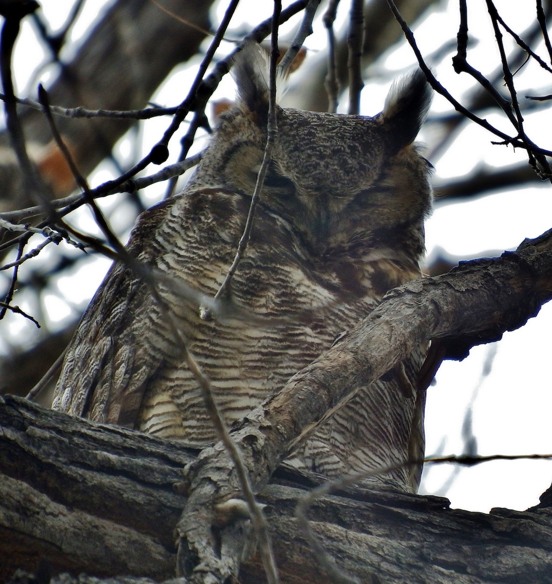 Great Horned Owl - ML141027021
