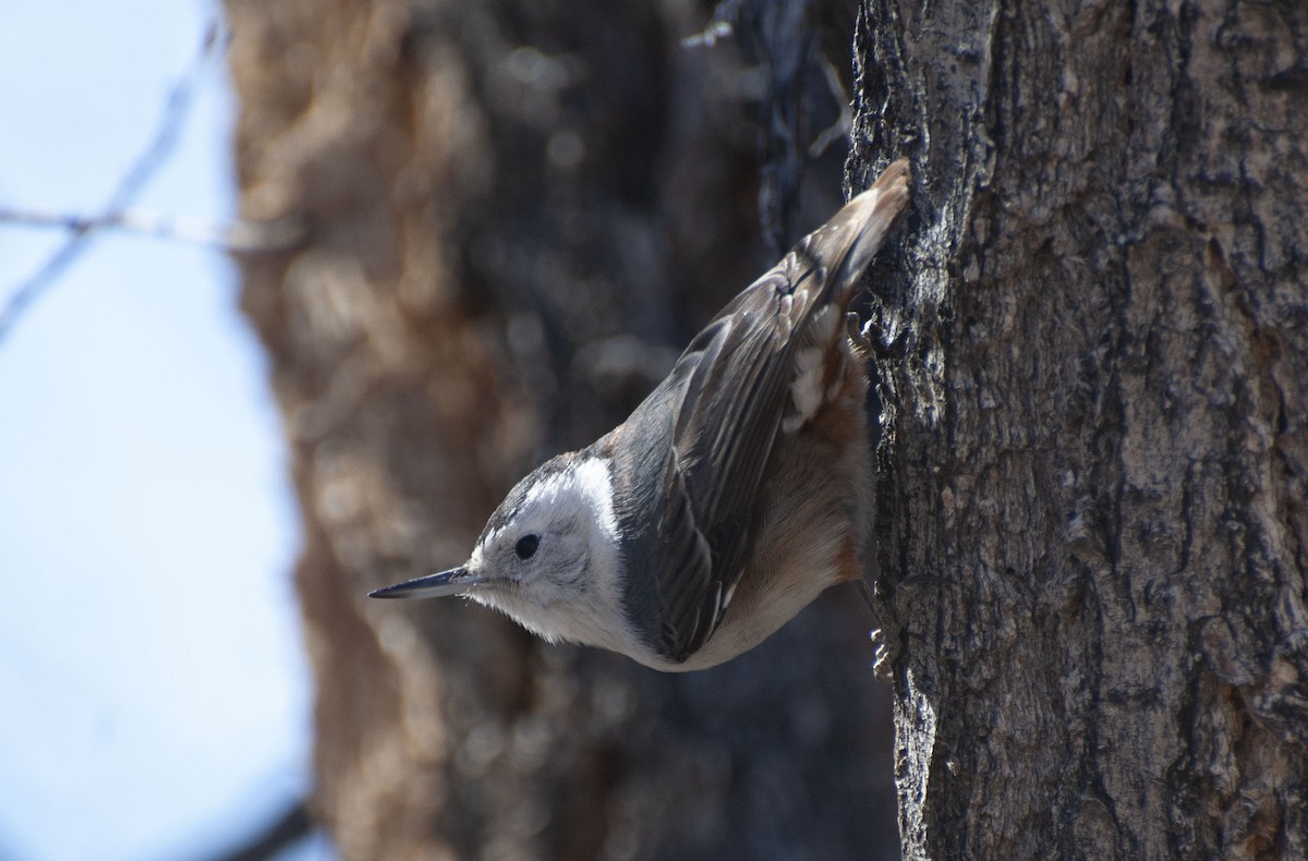 White-breasted Nuthatch - ML141029061