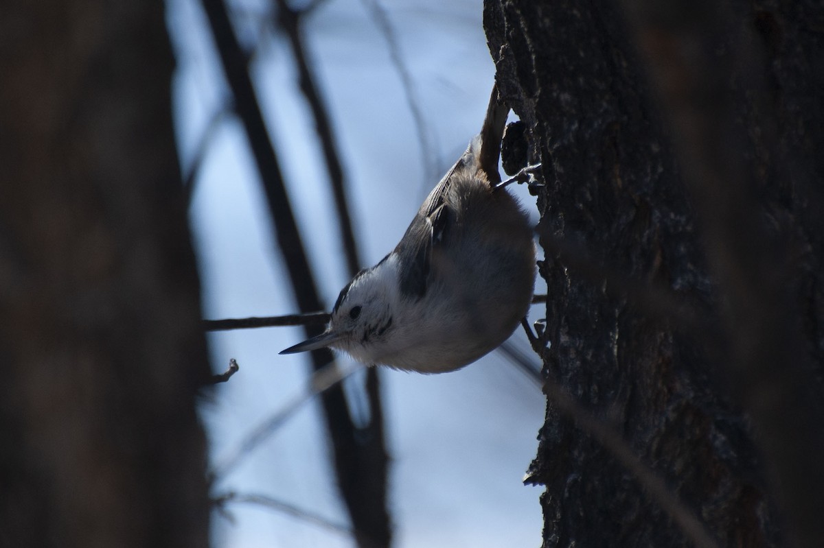 White-breasted Nuthatch - ML141029151