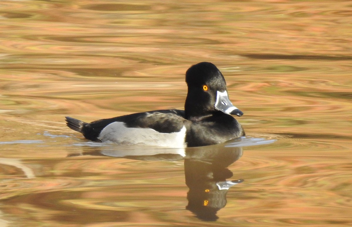 Ring-necked Duck - ML141030461