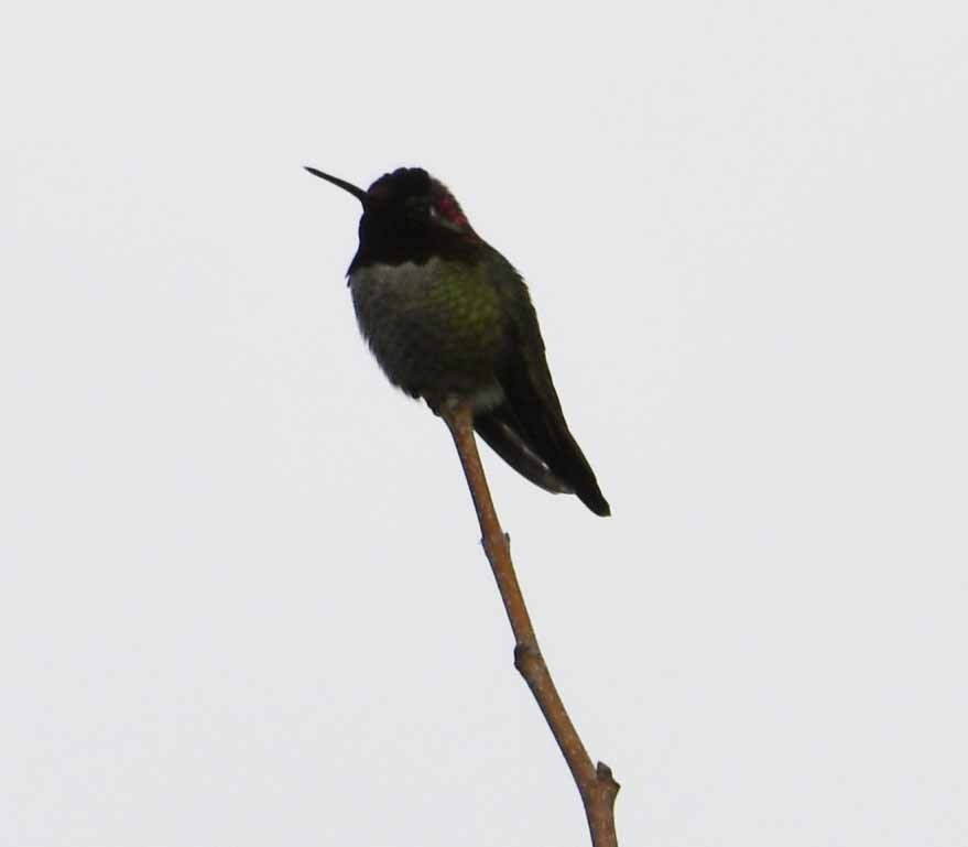 hummingbird sp. - Kim Brown