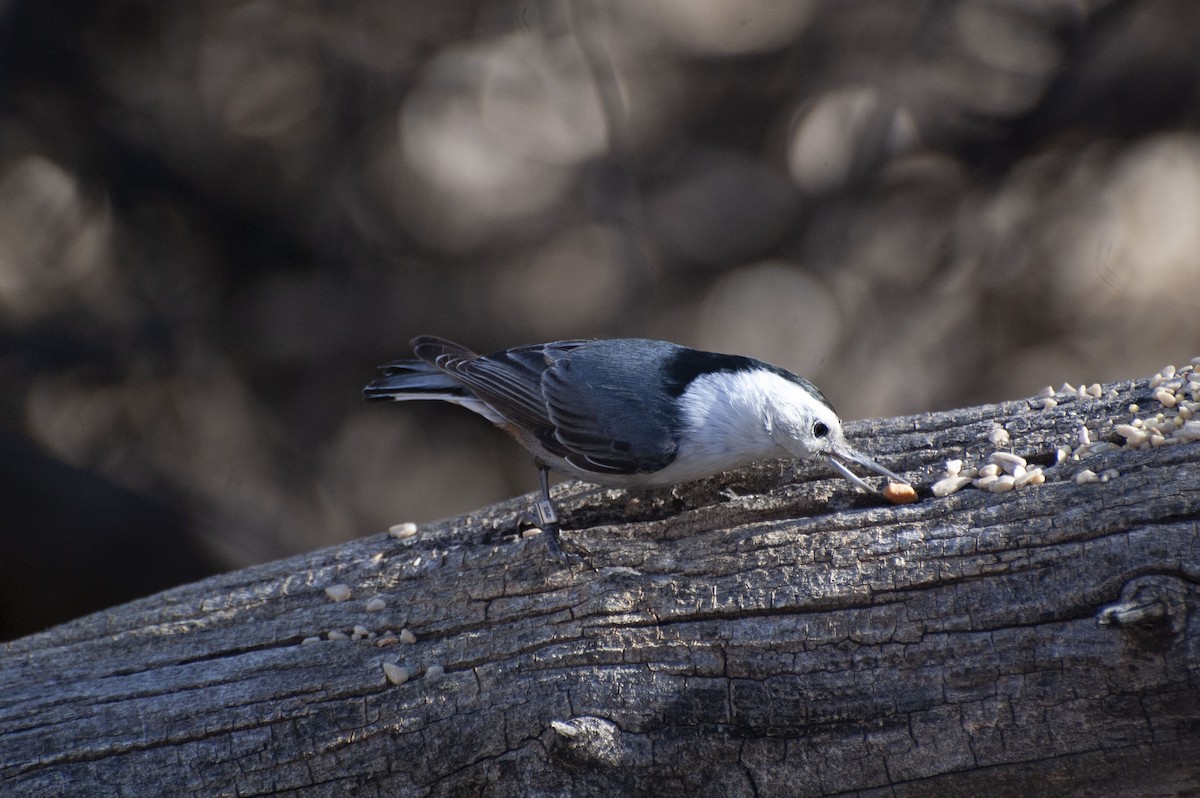 White-breasted Nuthatch - ML141030871