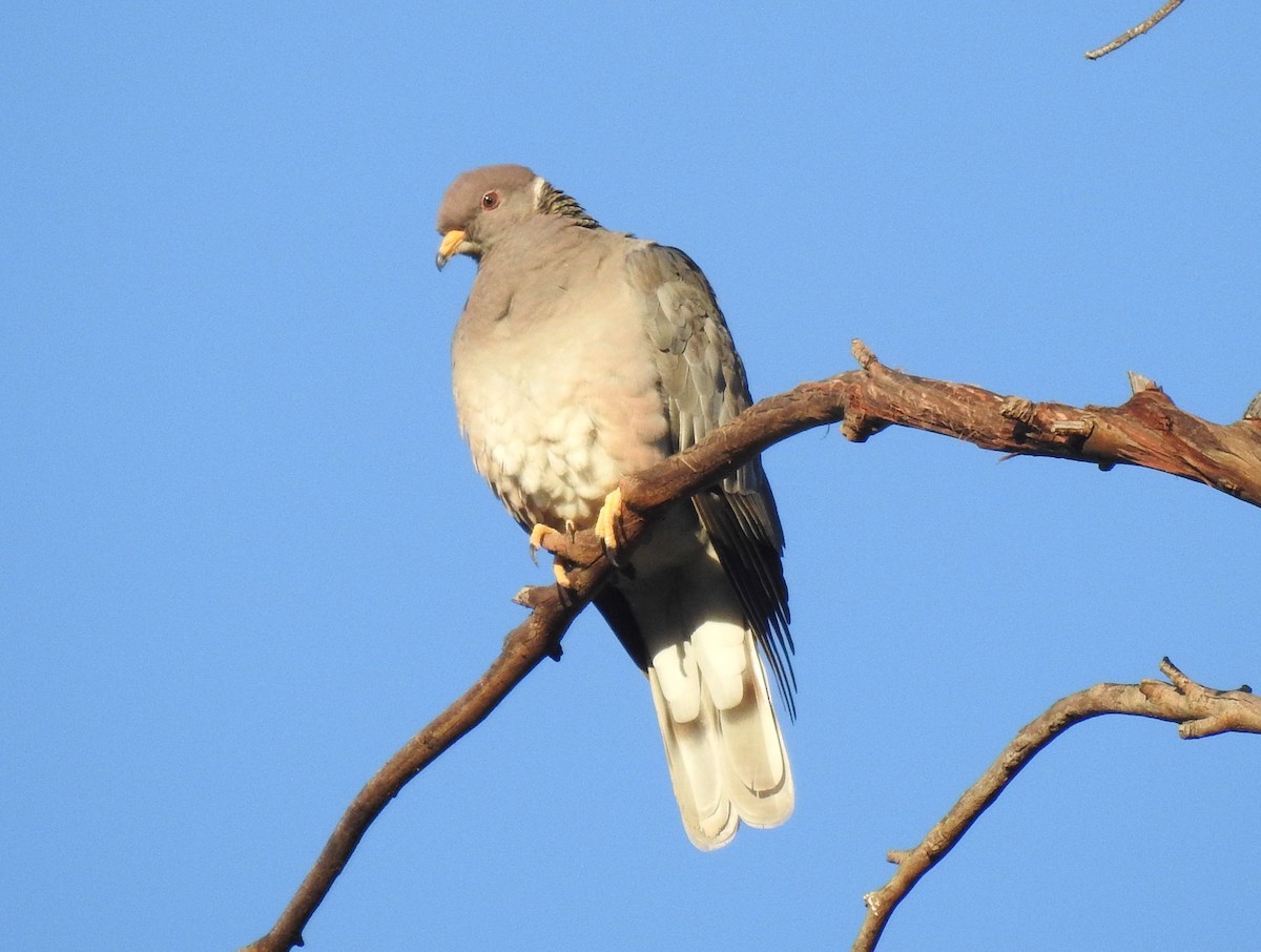 Band-tailed Pigeon - ML141031061