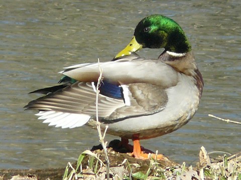 Mallard - Brian Rollfinke