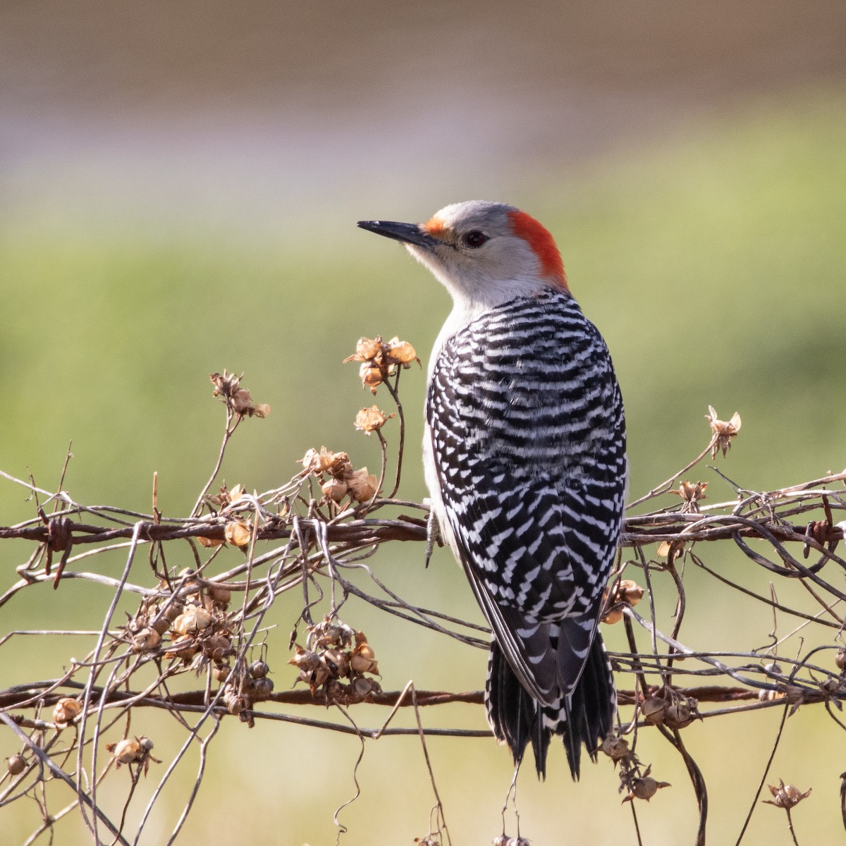Red-bellied Woodpecker - Martine Stolk
