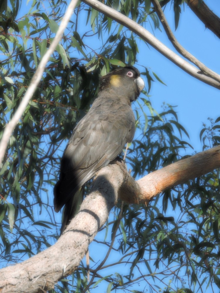 Yellow-tailed Black-Cockatoo - ML141034831