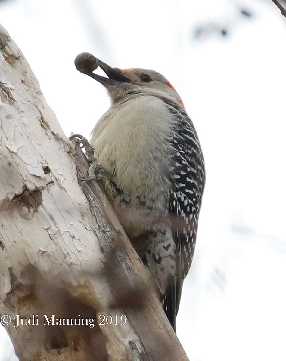 Red-bellied Woodpecker - Carl & Judi Manning