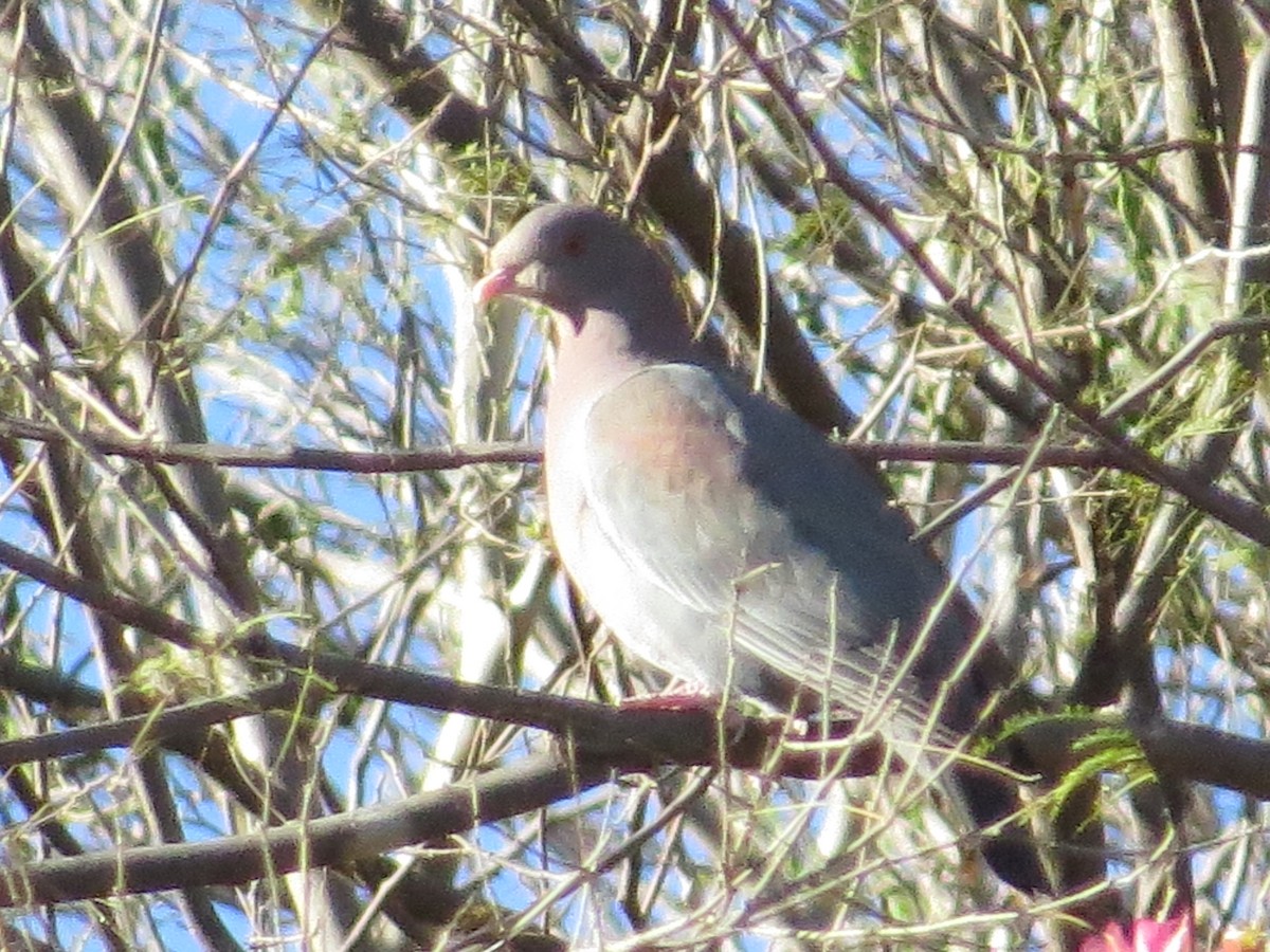 Red-billed Pigeon - Mike Judd