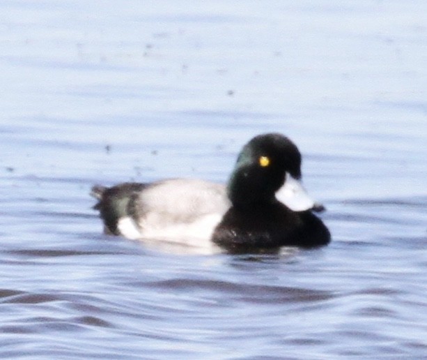 Greater Scaup - ML141042021