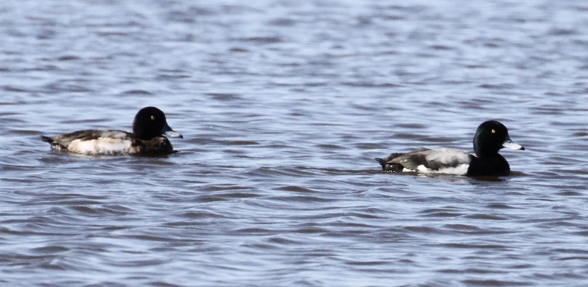 Greater Scaup - ML141042041