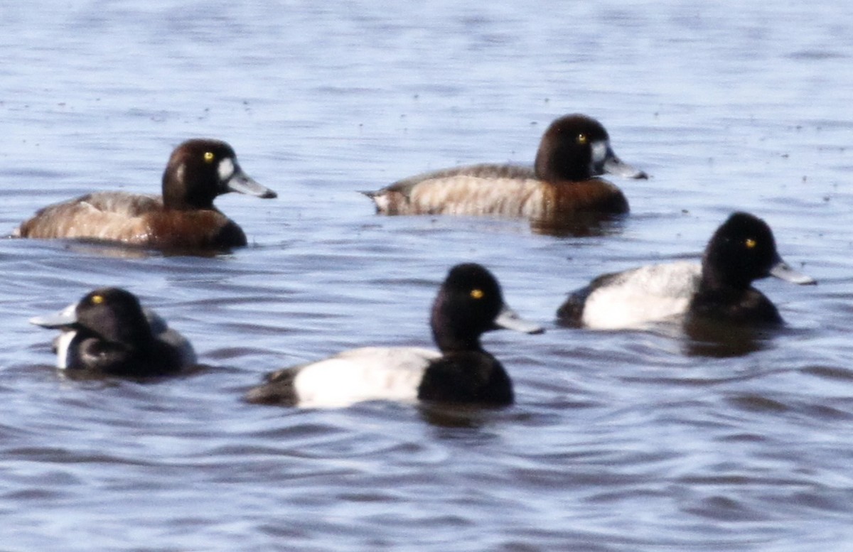Greater Scaup - ML141042051