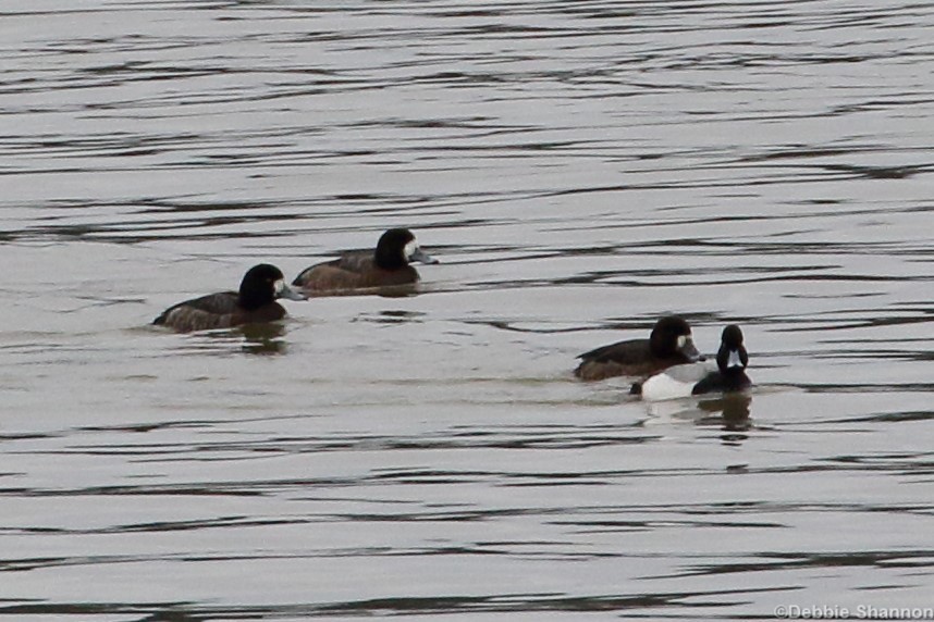 Greater Scaup - Roi & Debbie Shannon
