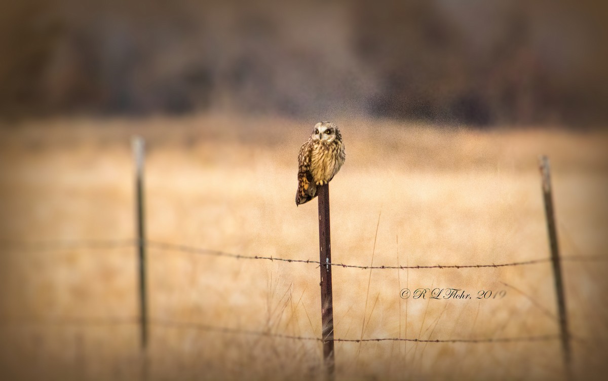 Short-eared Owl - ML141044131