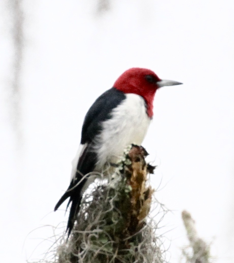 Red-headed Woodpecker - William Matthews