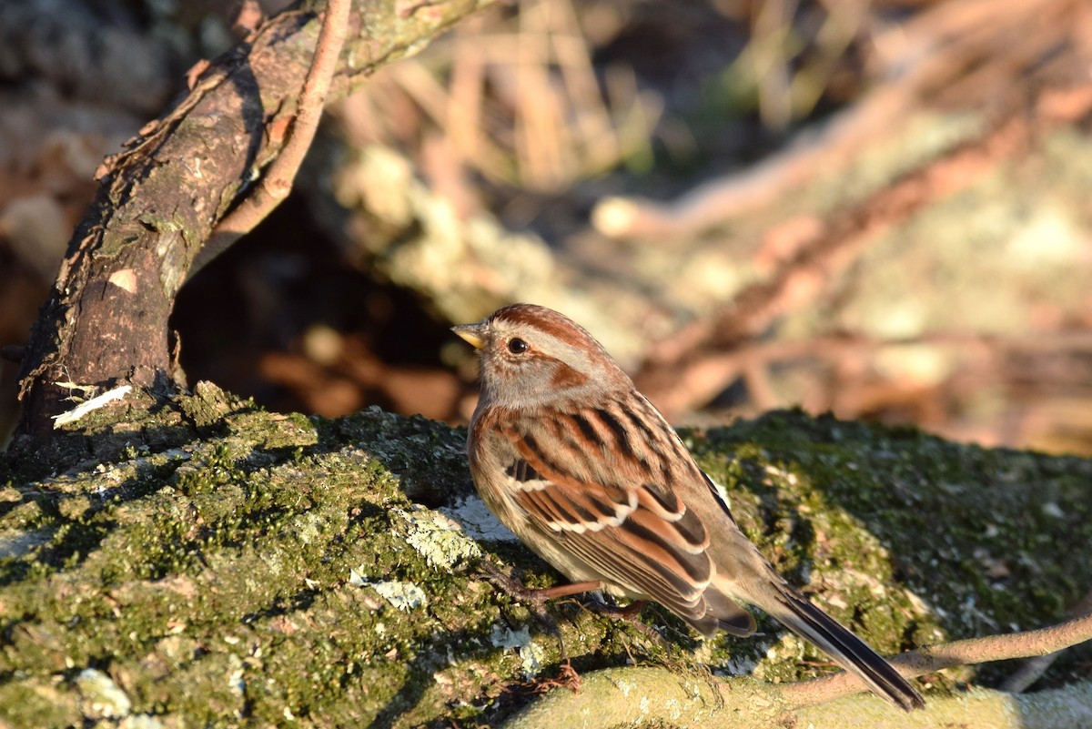American Tree Sparrow - irina shulgina