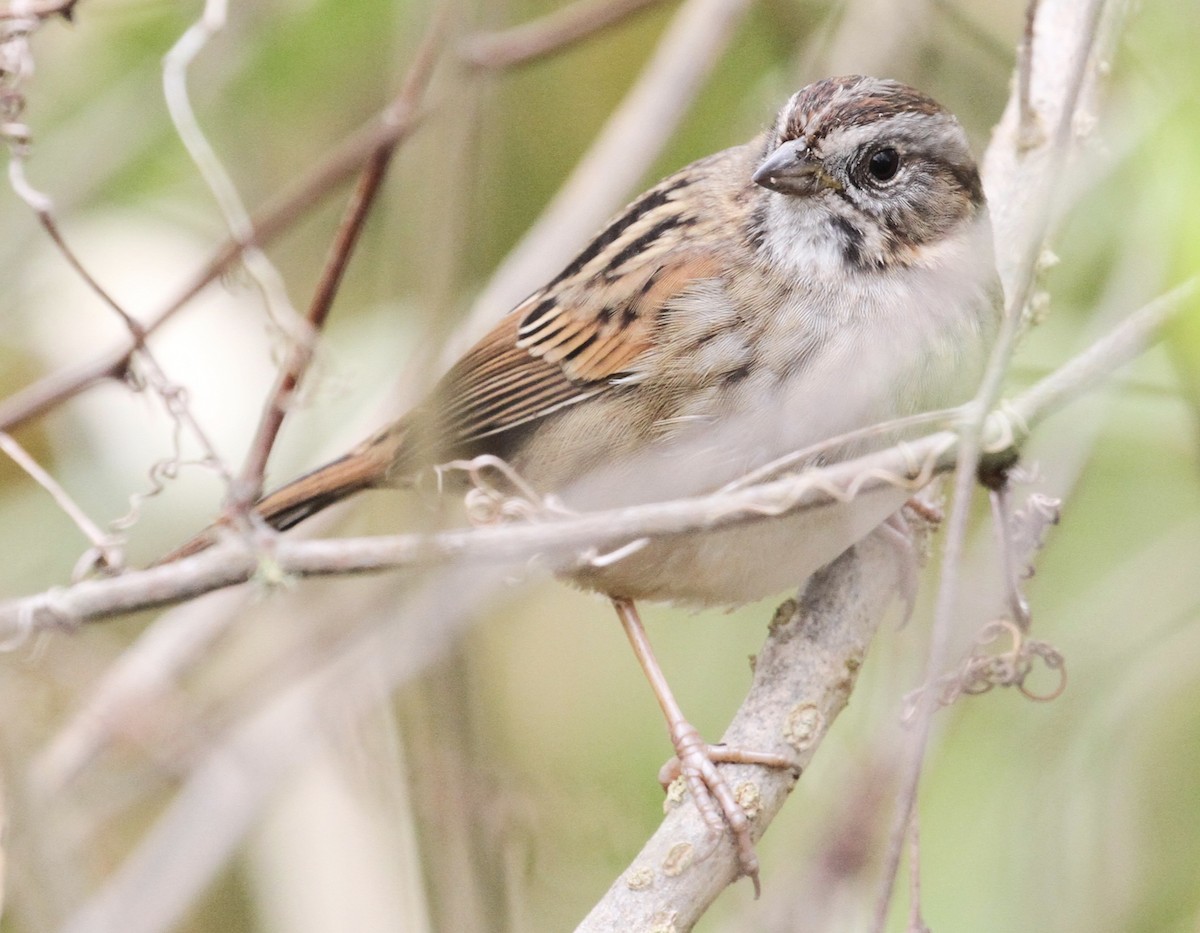 Swamp Sparrow - ML141045021